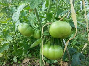 tomates Marmande